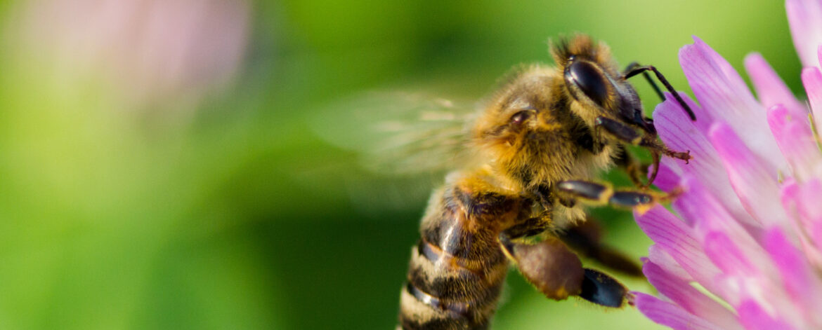 abeille sur trèfle violet