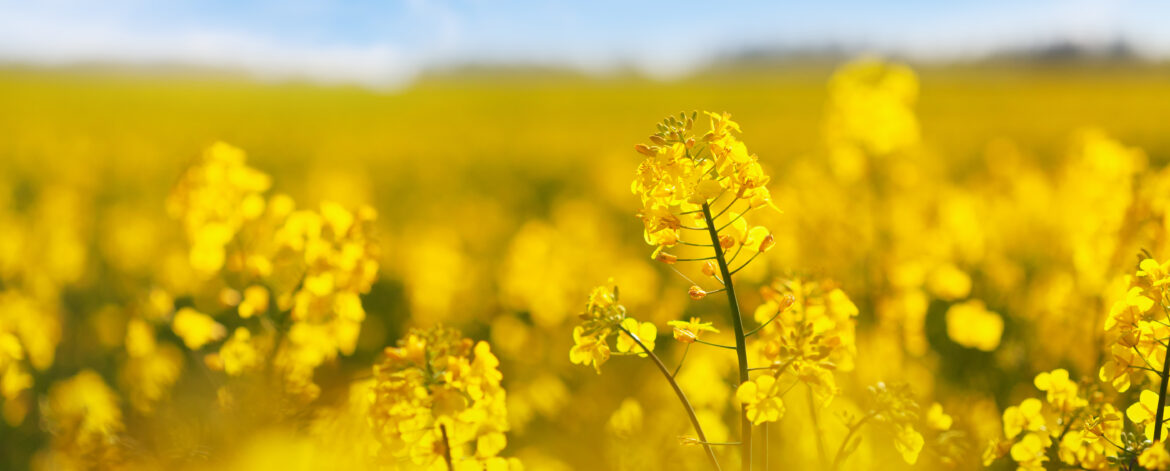 Yellow rapeseed field against blue sky background. Blooming canola flowers.