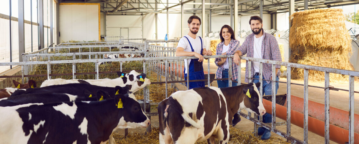 Group of happy farm workers standing in barn on livestock farm with healthy calves in foreground