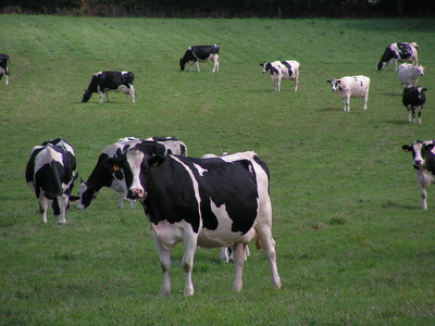 troupeau de vaches bretonnes au pré