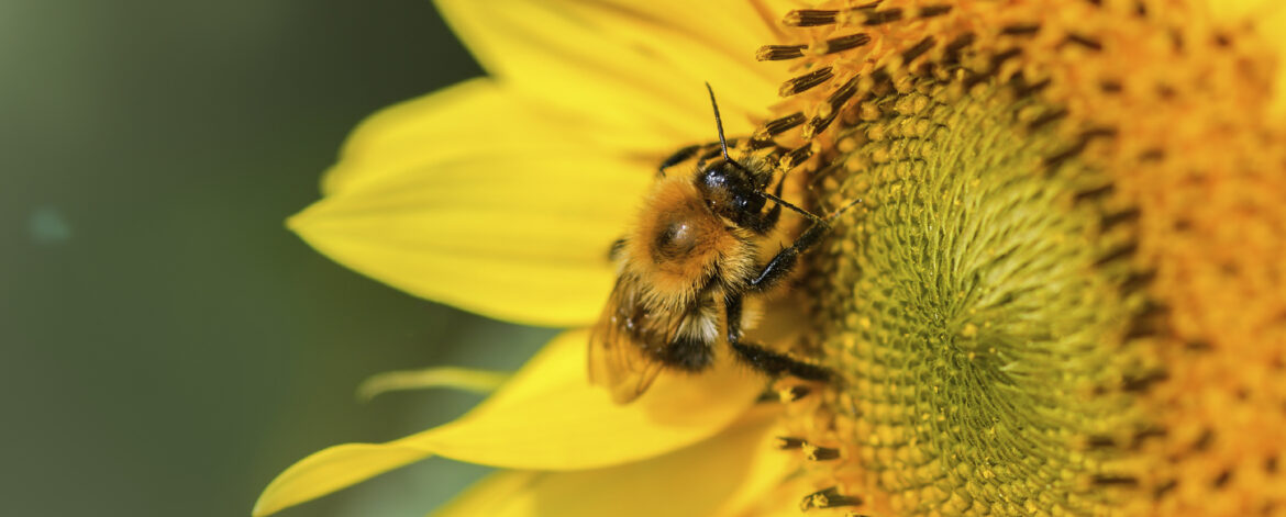 Banner. Bumblebee. One large bumblebee sits on a yellow sunflowe