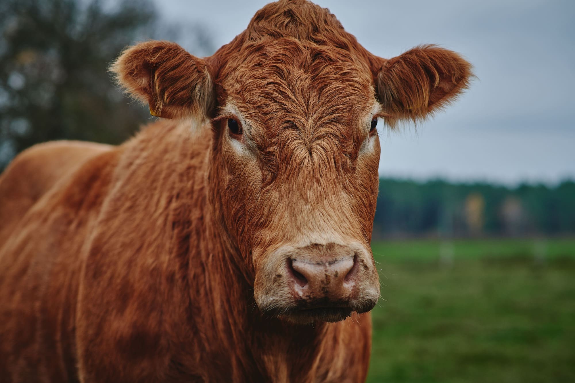 Beef Cow Portrait