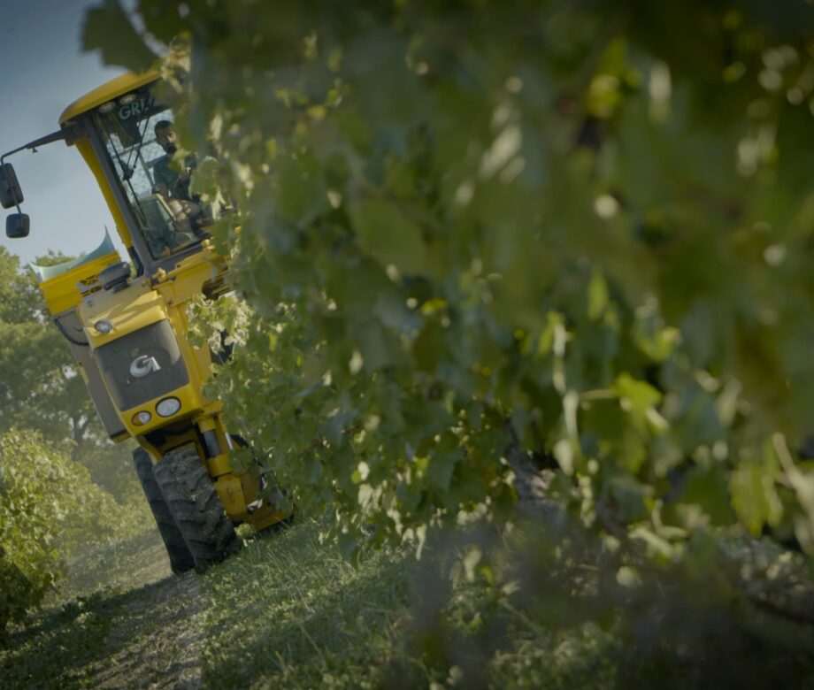 Vendanges Franck Niedzielski